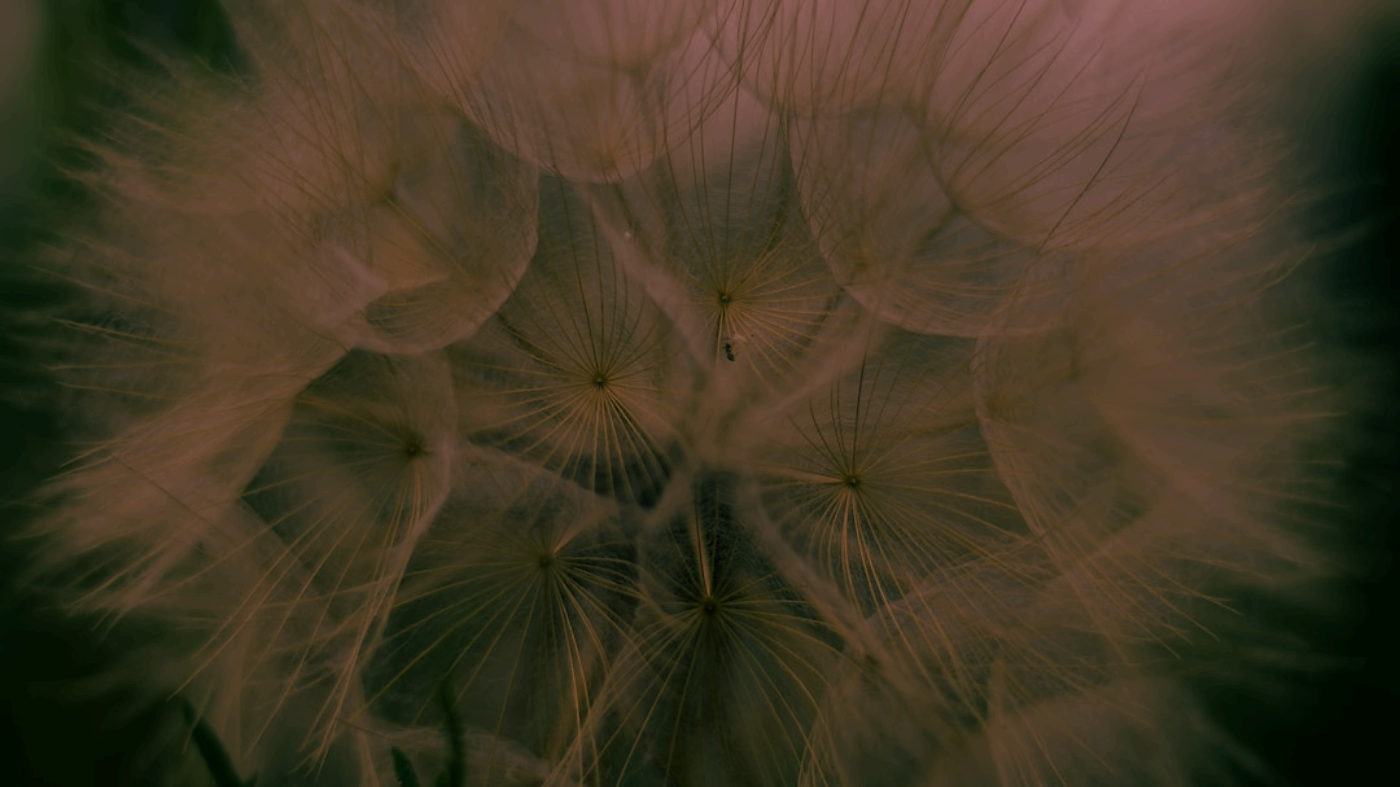 Top 7 AI Image-to-Video Tools You Must Try in 2026